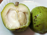 Доминиканская груша