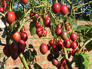 Тамарилло или плоды томатного дерева
