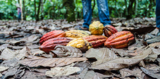 Доминиканский шоколад – достояние Республики