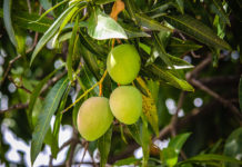 Плоды мангового дерева