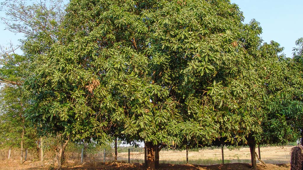 Манговое дерево