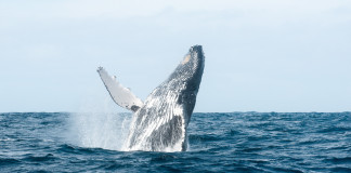 Горбатые киты в Доминикане!