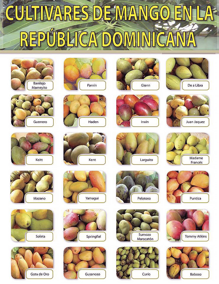 Доминиканские сорта манго